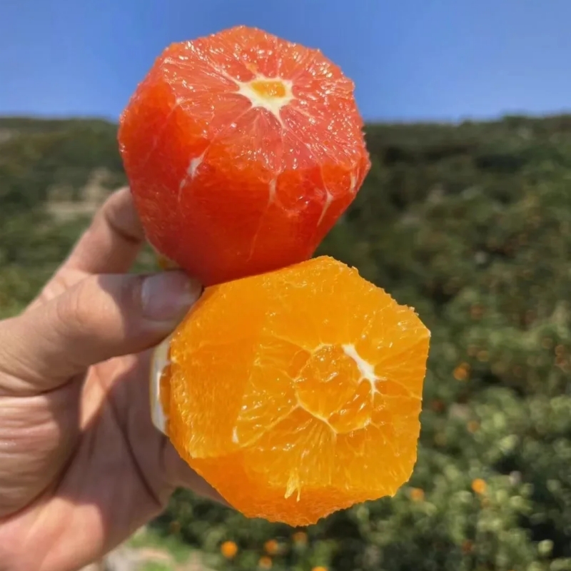 秭归精品双色橙（中华红橙+伦晚）双拼组合，限量500单，天气热，橙子成熟度高，收到后冰箱保存！