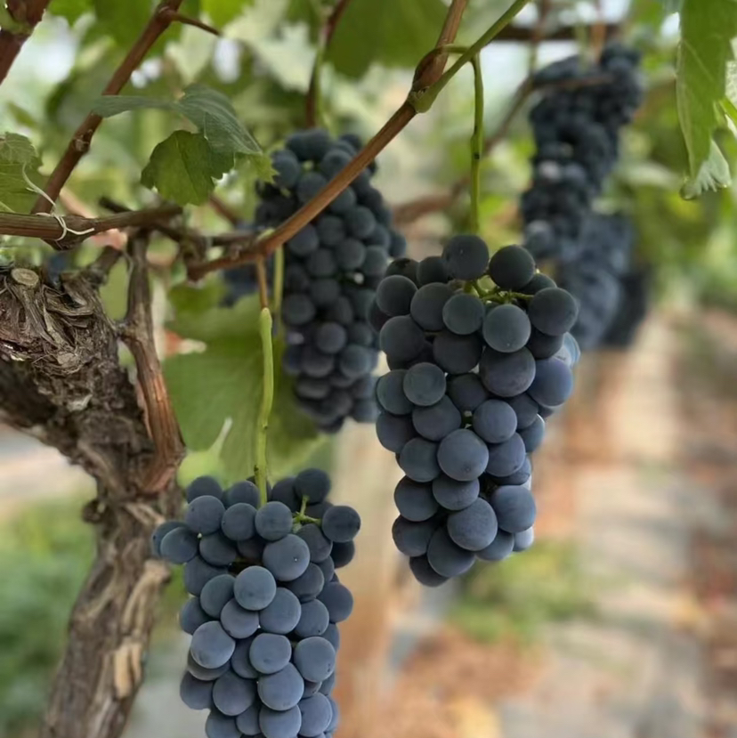 石家庄优选仓库速达，蓝莓葡萄，脆甜多汁，果肉紧实，皮薄无核，净重2.5斤礼盒