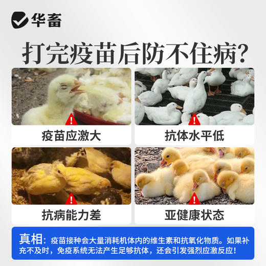 华畜免疫抗体 提升疫苗效价 缓解接种应激 双效抗氧化 商品图8
