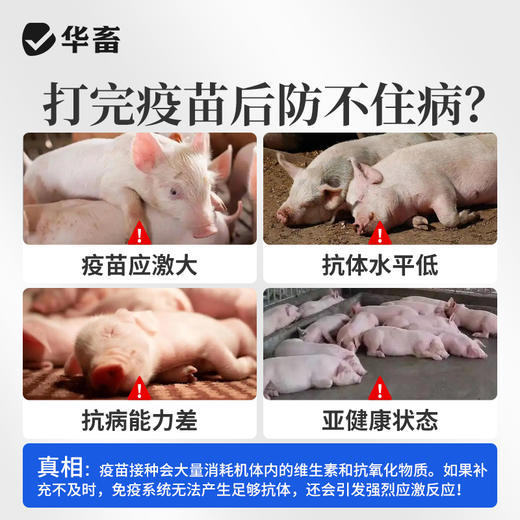 华畜免疫抗体 提升疫苗效价 缓解接种应激 双效抗氧化 商品图6