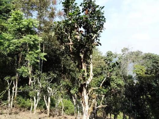 4月20日中午12点【橄榄坡散茶】2026 年 4 月晒青｜鲜爽活性足，越存越有韵，香扬水柔标杆｜花蜜兰香 + 山野清润，50克/罐 商品图2