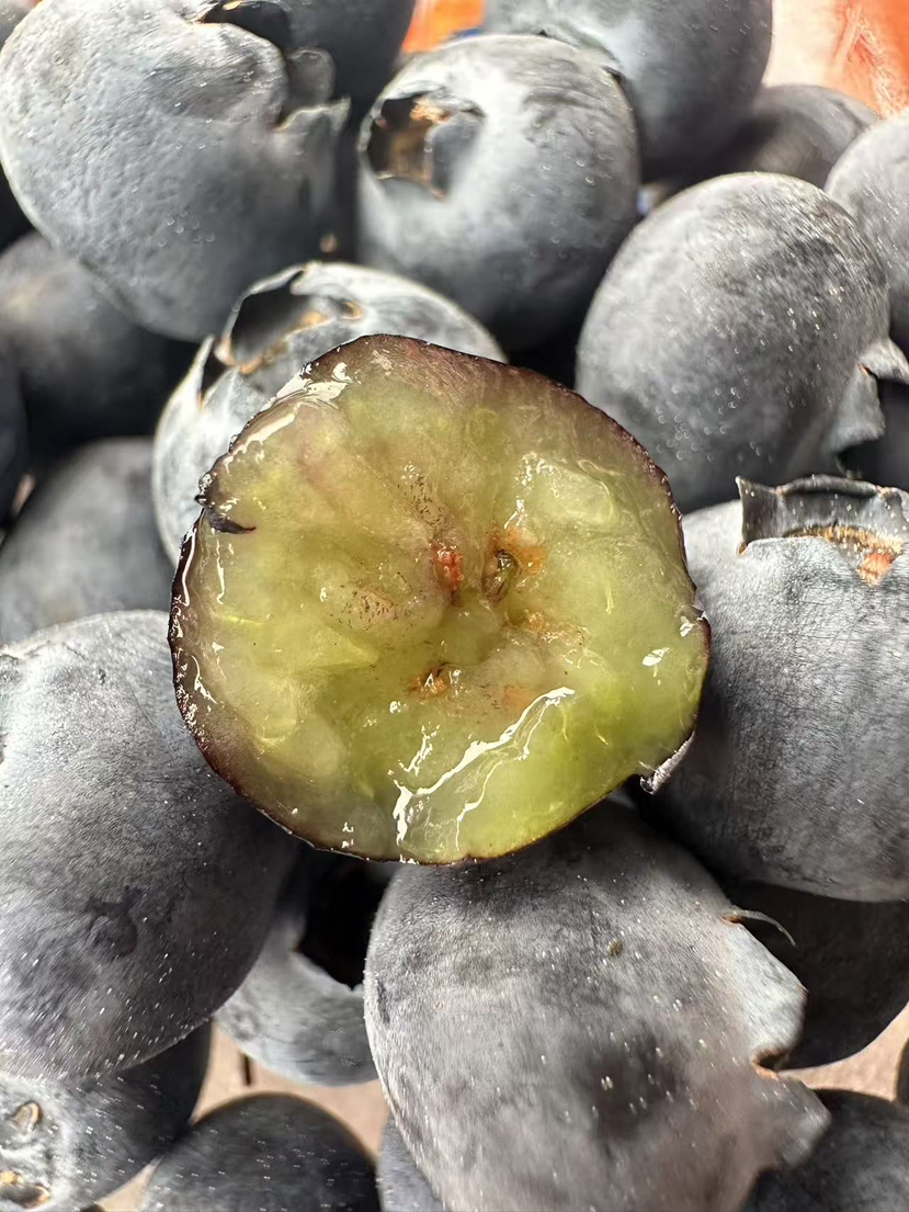 大美云南，风水宝地！仙湖滋养的仙湖恬蓝莓，生长在海拔2150米的【仙湖恬】比雪山恬还高1000米，第一批即将到京