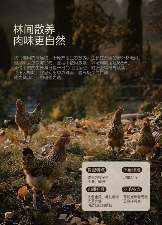 【MLT】鸡汁 商品图1