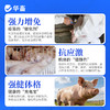 华畜免疫抗体 提升疫苗效价 缓解接种应激 双效抗氧化 商品缩略图3