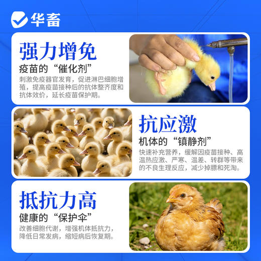 华畜免疫抗体 提升疫苗效价 缓解接种应激 双效抗氧化 商品图5