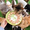 犬猫全价养护功能罐（85克/罐*6罐） 商品缩略图3
