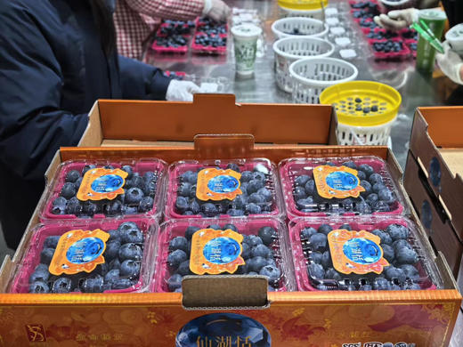 大美云南，风水宝地！仙湖滋养的仙湖恬蓝莓，生长在海拔2150米的【仙湖恬】比雪山恬还高1000米，第一批即将到京 商品图6