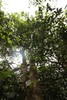 4月20日中午12点【橄榄坡散茶】2026 年 4 月晒青｜鲜爽活性足，越存越有韵，香扬水柔标杆｜花蜜兰香 + 山野清润，50克/罐 商品缩略图6