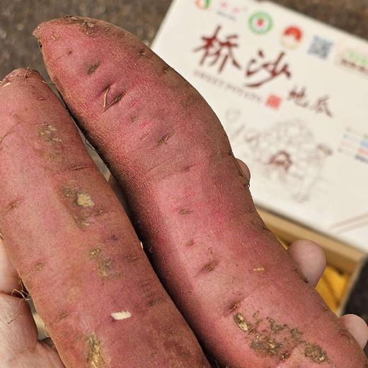 海南桥头地瓜【净重约4斤】 商品图3