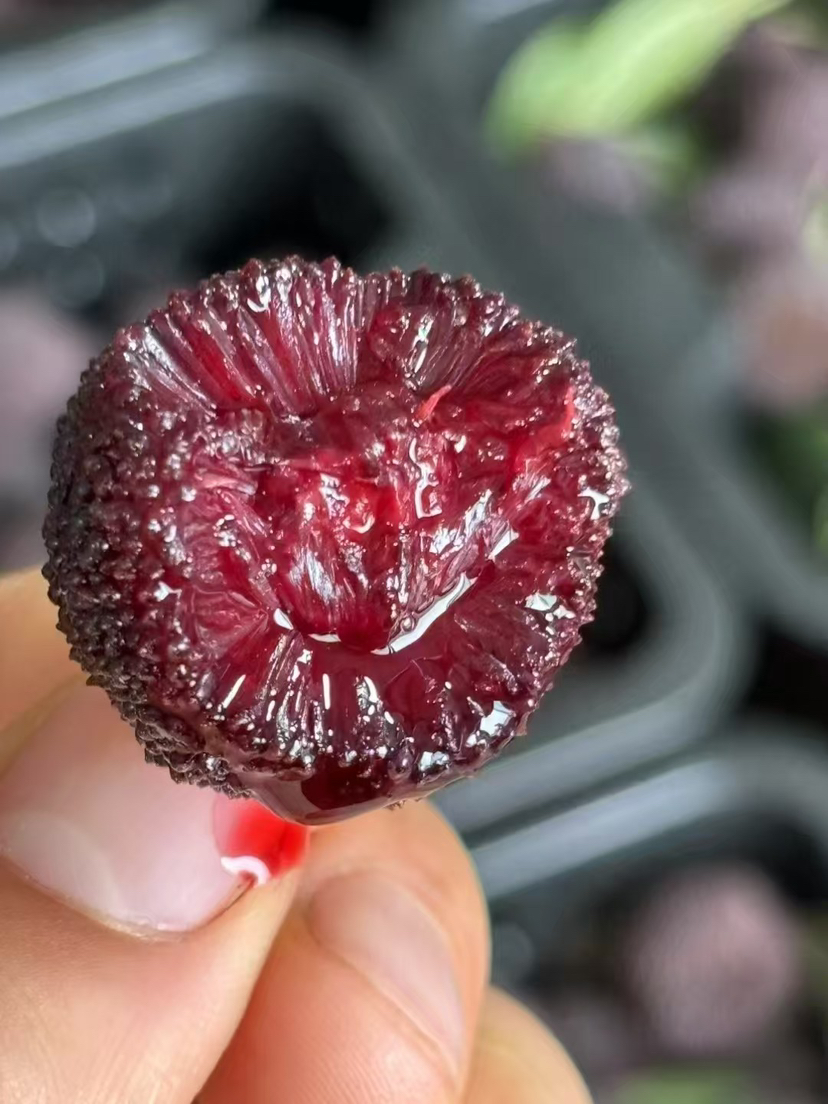 云南杨梅没有虫！有机春梅*每日空运新鲜少量＃鲜是鲜的嘞～早梅不大的哦！拒绝甜蜜素，九分甜来一分酸，一年一次尝鲜啦！