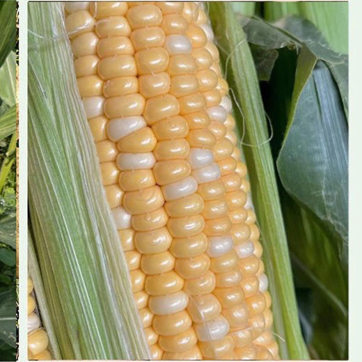 六亩园 有机水果玉米 商品图1