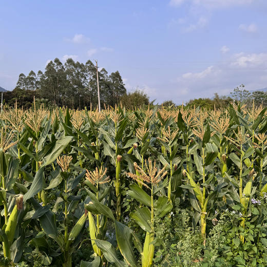 六亩园 有机水果玉米 商品图3