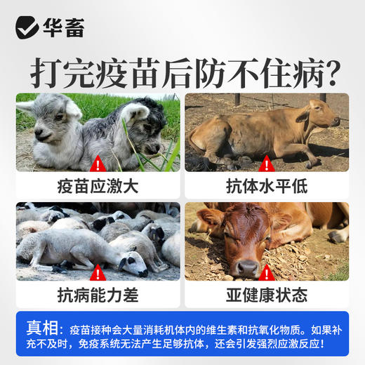 华畜免疫抗体 提升疫苗效价 缓解接种应激 双效抗氧化 商品图7