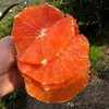 秭归精品双色橙（中华红橙+伦晚）双拼组合，限量500单，天气热，橙子成熟度高，收到后冰箱保存！ 商品缩略图2