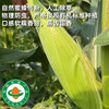 六亩园 有机水果玉米 商品缩略图0