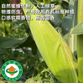 六亩园 有机水果玉米