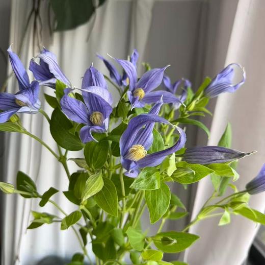 配花 | 铁线莲诺亚 商品图0