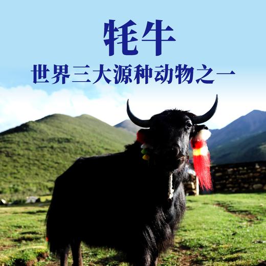 有机纯牦牛乳粉 | 红原（买一送一） 商品图5