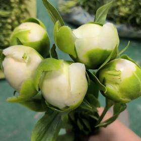 【昆明现货】芍药 | 母亲节