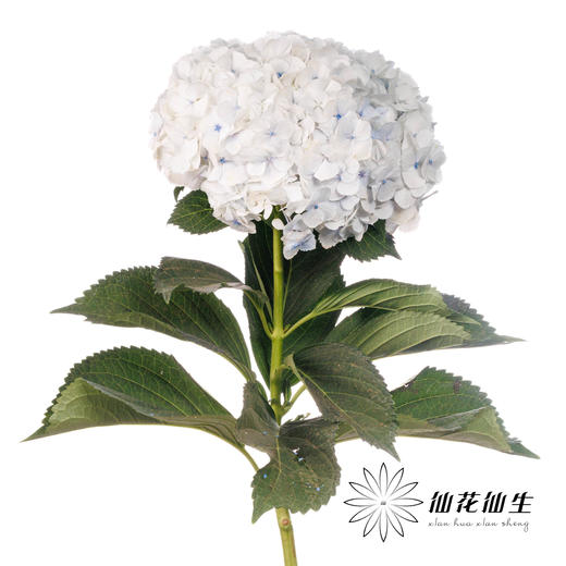 绣球 | 朱砂莫奈 商品图1