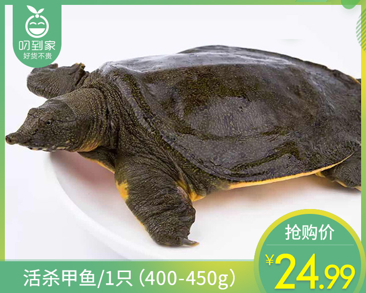 活杀甲鱼/1只（400-450g）