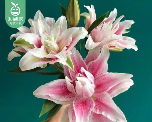 【预售-4月24日配送】伊莎贝拉重瓣百合（3支10个花苞/束） 商品图3