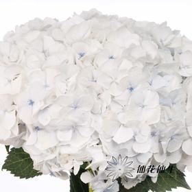 绣球 | 朱砂莫奈