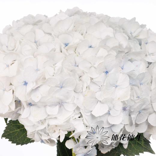 绣球 | 朱砂莫奈 商品图0