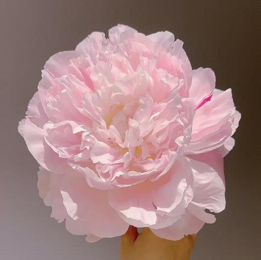 【昆明仓现货】芍药 | 尼克莎 商品图0