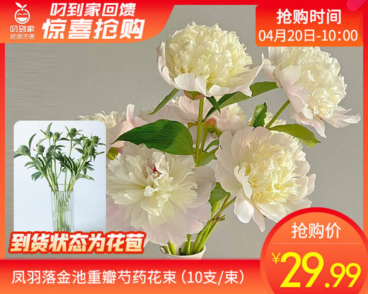 【预售-4月24日配送】凤羽落金池重瓣芍药花束（10支/束） 商品图0