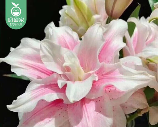 【预售-4月24日配送】伊莎贝拉重瓣百合（3支10个花苞/束） 商品图5