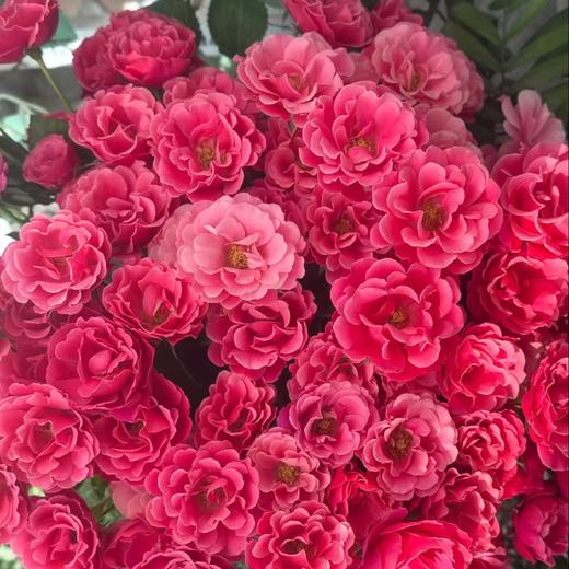 多头玫瑰 | 西子伊人 商品图0