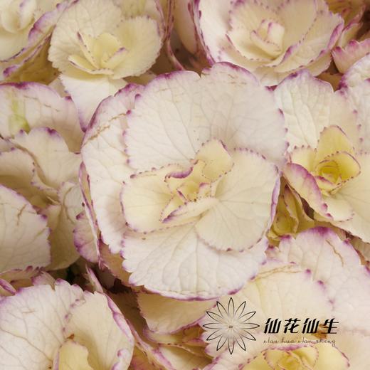 绣球 | 绣球安吉莉卡 商品图1