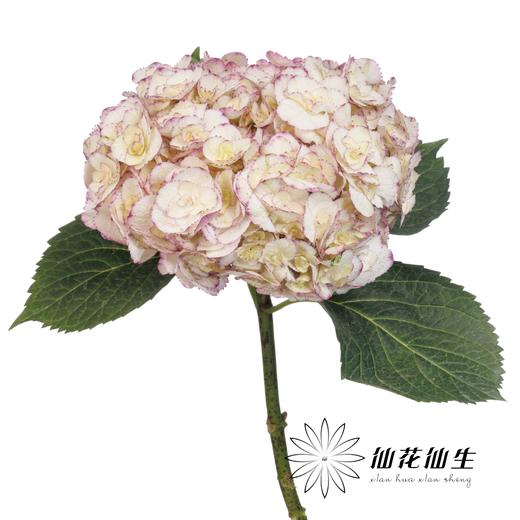 绣球 | 绣球安吉莉卡 商品图2