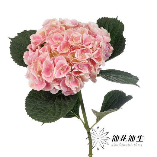 绣球 | 绣球太阳神 商品图2