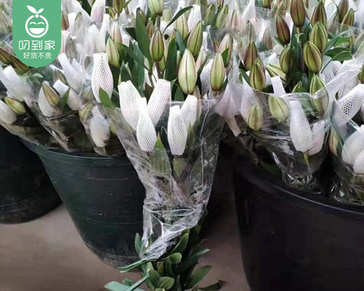 【预售-4月24日配送】伊莎贝拉重瓣百合（3支10个花苞/束） 商品图6