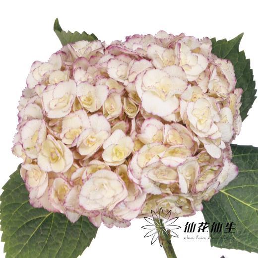 绣球 | 绣球安吉莉卡 商品图0