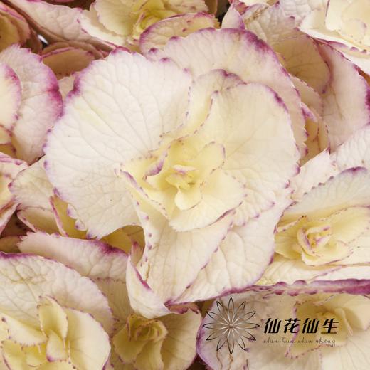 绣球 | 绣球安吉莉卡 商品图3