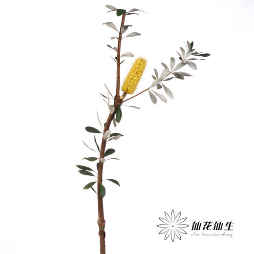 叶材 | 金丝佛塔 商品图2