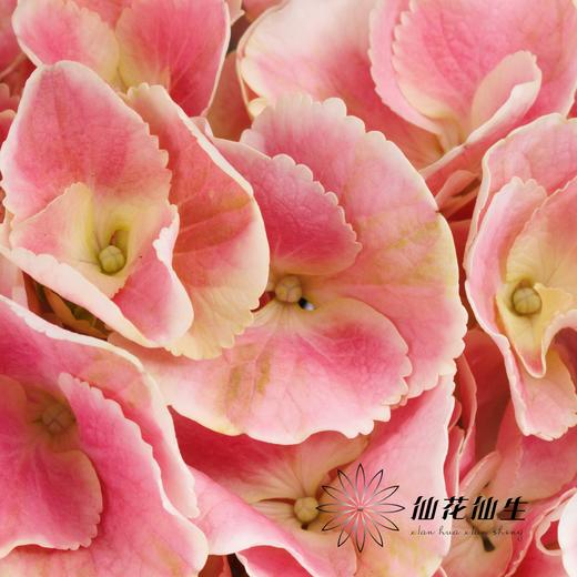 绣球 | 绣球太阳神 商品图3