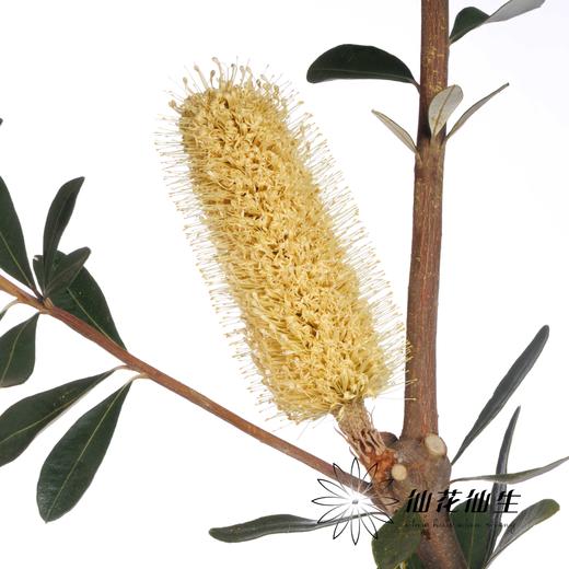 叶材 | 金丝佛塔 商品图4