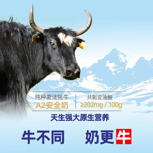 有机纯牦牛乳粉 | 红原（买一送一） 商品图3