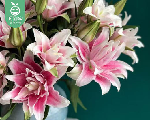 【预售-4月24日配送】伊莎贝拉重瓣百合（3支10个花苞/束） 商品图4