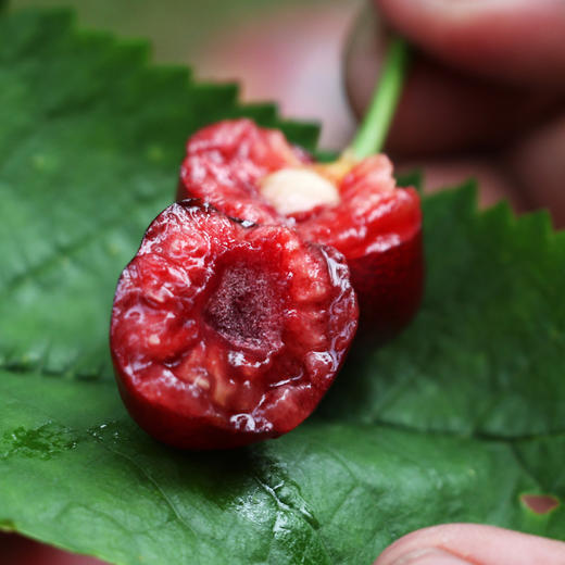 山东烟台美早大樱桃 中大果2-3斤装 京东空运 商品图6