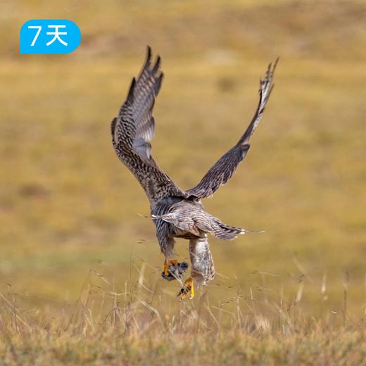 火星之路 可可西里极限穿越｜西北重磅新线 新手也能抵达 中国四大无人区中最温柔的“禁地”  7日纵贯秘境之旅 商品图3