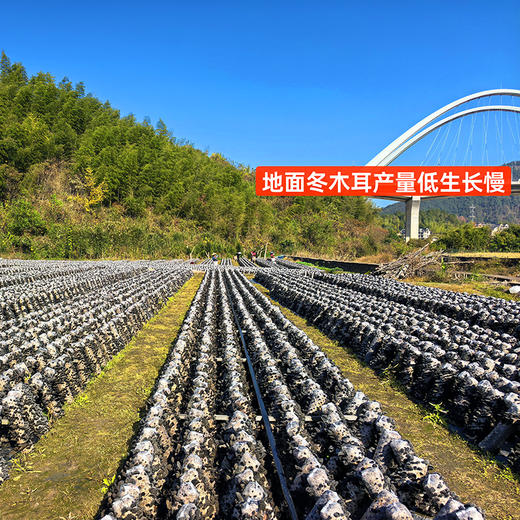 『露天特级冬木耳』当季新产，厚实弹润，鲜香脆嫩，1斤干品可泡发约12斤木耳！ 商品图8