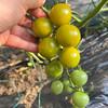 密云现摘三色圣女果 500g 皮脆酸甜爆汁 番茄味浓郁 新鲜小番茄  适合的生吃水果番茄 商品缩略图2
