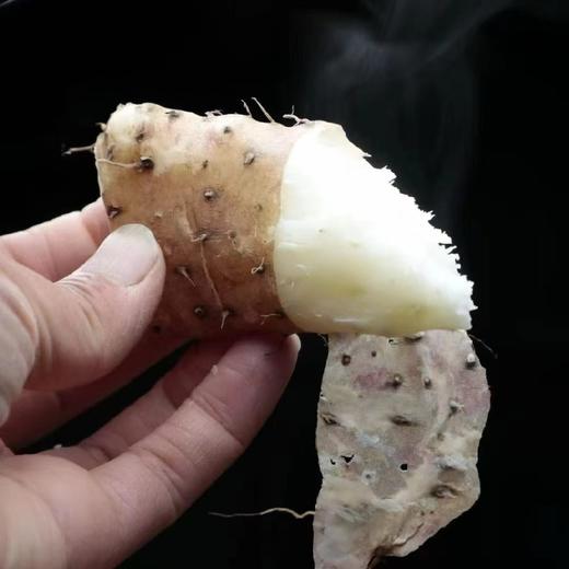 河南焦作温县鲜怀山药 原产地合作直发5斤 商品图4