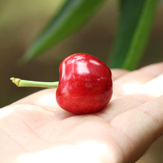 山东烟台美早大樱桃 中大果2-3斤装 京东空运 商品图5