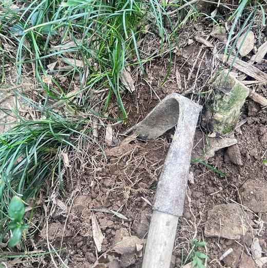 【首发活动：拍2减10元！】野生麦冬|180g/盒，保质期12个月，✔云南深山天生天养，无污染，0农残，产量不定，采挖全靠运气；养阴生津、润肺止咳、清心除烦安神！ 商品图9